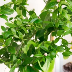 Fingerlimette, Topf-Ø 15 Cm, Höhe Ca. 40 Cm 14 Fingerlimette, Topf-Ø 15 Cm, Höhe Ca. 40 Cm -Gartenserien Geschäft 0630100735 Citrus australasica Stamm T20 H60 70 WS 3 98313