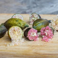 Fingerlimette, Topf-Ø 15 Cm, Höhe Ca. 40 Cm 15 Fingerlimette, Topf-Ø 15 Cm, Höhe Ca. 40 Cm -Gartenserien Geschäft 0630100735 Citrus australasica Stamm T20 H60 70 WS 4 98316