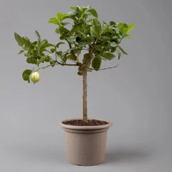 Zitronenbaum 'Variegata', Stamm, Topf-Ø 20 Cm, Höhe Ca. 60 Cm -Gartenserien Geschäft 0630100776 K.B.Citrus limon VariegataStamm T20 3162Giambo Bunte Zitrone H60 2 125575