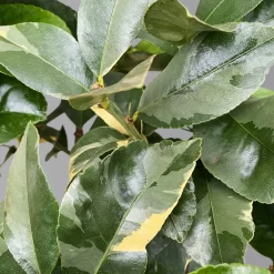 Zitronenbaum 'Variegata', Stamm, Topf-Ø 20 Cm, Höhe Ca. 60 Cm -Gartenserien Geschäft 0630100776 K.B.Citrus limon VariegataStamm T20 3162Giambo Bunte Zitrone H60 3 125574