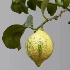 Zitronenbaum 'Variegata', Stamm, Topf-Ø 20 Cm, Höhe Ca. 60 Cm -Gartenserien Geschäft 0630100776 K.B.Citrus limon VariegataStamm T20 3162Giambo Bunte Zitrone H60 4 125573