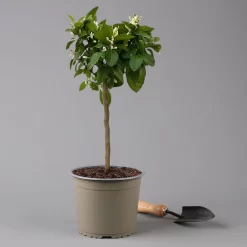 Zitrone 'Rosso', Stamm, Topf-Ø 20 Cm, Höhe Ca. 70 Cm