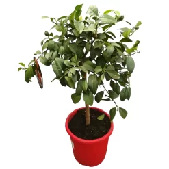Zitrone 'Rosso', Stamm, Topf-Ø 20 Cm, Höhe Ca. 70 Cm -Gartenserien Geschäft 0630200006 Citrus limon Stamm T20 H60 80 Rosso 2 79069