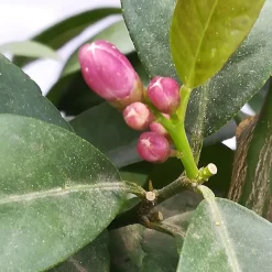 Zitrone 'Rosso', Stamm, Topf-Ø 20 Cm, Höhe Ca. 70 Cm -Gartenserien Geschäft 0630200006 Citrus limon Stamm T20 H60 80 Rosso 4 78899