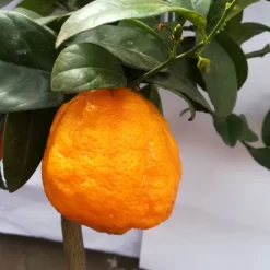 Zitrone 'Rosso', Stamm, Topf-Ø 20 Cm, Höhe Ca. 70 Cm -Gartenserien Geschäft 0630200006 Citrus limon Stamm T20 H60 80 Rosso 6 78897