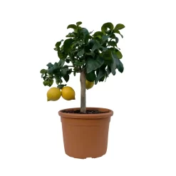 Zitronenbaum, Kurz-Stamm, Topf-Ø 26 Cm -Gartenserien Geschäft 0630200009 Citrus limon Stamm 8 104331