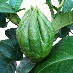 Zitronatzitronenbaum 'Buddhas Hand', Stamm, Topf-Ø 20 Cm