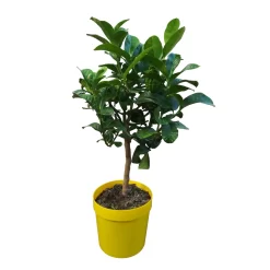 Zitronatzitronenbaum 'Buddhas Hand', Stamm, Topf-Ø 20 Cm -Gartenserien Geschäft 0630200016 Citrus limon Stamm T20 Buddhas Hand 3 93356