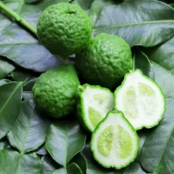 Bio Gewürz-Limette, Topf-Ø 12 Cm, 2er-Set -Gartenserien Geschäft 0630300010 Citrus hystrix Stamm Gewuerzzitrus 1 104819