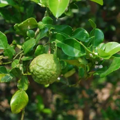 Bio Gewürz-Limette, Topf-Ø 12 Cm, 2er-Set -Gartenserien Geschäft 0630300010 Citrus hystrix Stamm Gewuerzzitrus 3 104818