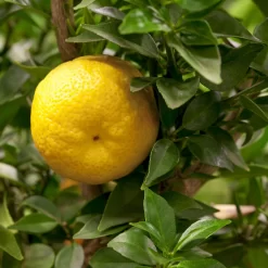 Citrus Myrtifolia, Stamm, Topf-Ø 20 Cm, Höhe Ca. 60 Cm -Gartenserien Geschäft 0630400005 Citrus myrtifolia Stamm T20 1 104274