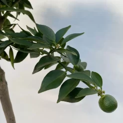 Citrus Myrtifolia, Stamm, Topf-Ø 20 Cm, Höhe Ca. 60 Cm -Gartenserien Geschäft 0630400005 Citrus myrtifolia Stamm T20 7 104276
