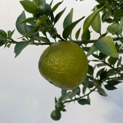 Citrus Myrtifolia, Stamm, Topf-Ø 20 Cm, Höhe Ca. 60 Cm -Gartenserien Geschäft 0630400005 Citrus myrtifolia Stamm T20 8 104275