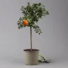 Citrus Myrtifolia, Stamm, Topf-Ø 20 Cm, Höhe Ca. 60 Cm