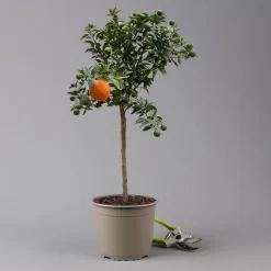 Citrus Myrtifolia, Stamm, Topf-Ø 20 Cm, Höhe Ca. 60 Cm