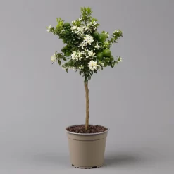 Citrus Myrtifolia, Stamm, Topf-Ø 20 Cm, Höhe Ca. 60 Cm -Gartenserien Geschäft 0630400005 Citrus myrtifolia Stamm T20 Chinotto H60 2 125609