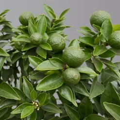 Citrus Myrtifolia, Stamm, Topf-Ø 20 Cm, Höhe Ca. 60 Cm -Gartenserien Geschäft 0630400005 Citrus myrtifolia Stamm T20 Chinotto H60 5 125608