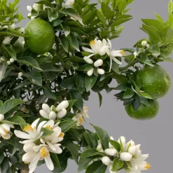 Citrus Myrtifolia, Stamm, Topf-Ø 20 Cm, Höhe Ca. 60 Cm -Gartenserien Geschäft 0630400005 Citrus myrtifolia Stamm T20 Chinotto H60 7 125607