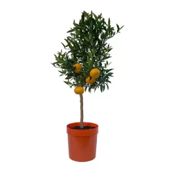 Mandarinenbaum, Stamm, Topf-Ø Ca. 20 Cm, Höhe Ca. 70 Cm -Gartenserien Geschäft 0630400012 Citrus reticulata Stamm T20 1 104335
