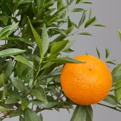 Mandarinenbaum, Stamm, Topf-Ø Ca. 20 Cm, Höhe Ca. 70 Cm -Gartenserien Geschäft 0630400012 Citrus reticulata Stamm T20 3162 H70 1 125613