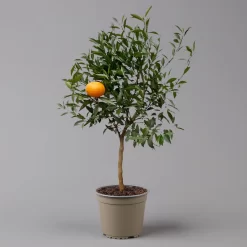 Mandarinenbaum, Stamm, Topf-Ø Ca. 20 Cm, Höhe Ca. 70 Cm -Gartenserien Geschäft 0630400012 Citrus reticulata Stamm T20 3162 H70 3 125615