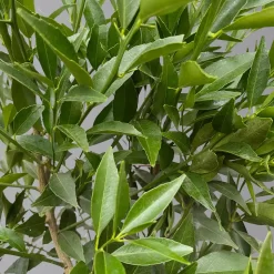 Mandarinenbaum, Stamm, Topf-Ø Ca. 20 Cm, Höhe Ca. 70 Cm -Gartenserien Geschäft 0630400012 Citrus reticulata Stamm T20 3162 H70 4 125614