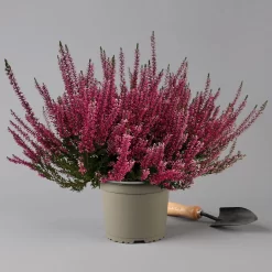 Knospenheide, Rot, Topf-Ø 17 Cm, 3er-Set -Gartenserien Geschäft 0650100497 Calluna vulgaris T17 rot Knospenblueher 3erSet 2 126018