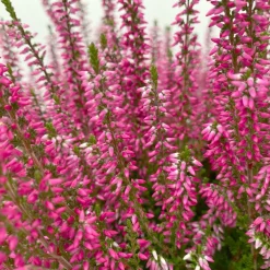 Knospenheide, Rot, Topf-Ø 17 Cm, 3er-Set -Gartenserien Geschäft 0650100497 Calluna vulgaris T17 rot Knospenblueher 3erSet 4 125771