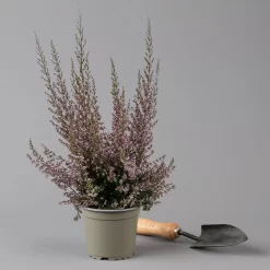 Erica Sparsa Bunt, Farbe Nach Verfügbarkeit, Topf-Ø 12cm, 6er-Set -Gartenserien Geschäft 0651100047 Erica sparsa T12 6er Set 125926