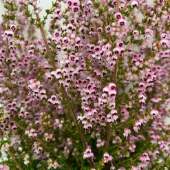 Erica Sparsa Bunt, Farbe Nach Verfügbarkeit, Topf-Ø 12cm, 6er-Set -Gartenserien Geschäft 0651100047 Erica sparsa T12 6er Set 2 125788