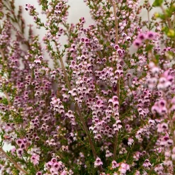 Erica Sparsa Bunt, Farbe Nach Verfügbarkeit, Topf-Ø 12cm, 6er-Set -Gartenserien Geschäft 0651100047 Erica sparsa T12 6er Set 3 125790
