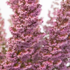 Erica Sparsa Bunt, Farbe Nach Verfügbarkeit, Topf-Ø 12cm, 6er-Set -Gartenserien Geschäft 0651100047 Erica sparsa T12 6er Set1 97938