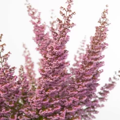 Erica Sparsa Bunt, Farbe Nach Verfügbarkeit, Topf-Ø 12cm, 6er-Set -Gartenserien Geschäft 0651100047 Erica sparsa T12 6er Set2 97939