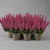 Glockenheide 'Beauty Queens®' Rosa-rot, Farbe Variiert, Topf-Ø 12 Cm, 6er-Set