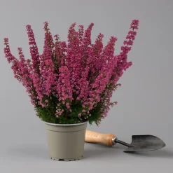 Glockenheide 'Beauty Queens®' Rosa-rot, Farbe Variiert, Topf-Ø 12 Cm, 6er-Set -Gartenserien Geschäft 0651100062 Erica gracilis Beauty Queen T12 rosa rot 6erSet 2 125934