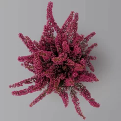 Glockenheide 'Beauty Queens®' Rosa-rot, Farbe Variiert, Topf-Ø 12 Cm, 6er-Set -Gartenserien Geschäft 0651100062 Erica gracilis Beauty Queen T12 rosa rot 6erSet 3 125935