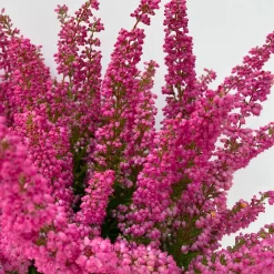 Glockenheide 'Beauty Queens®' Rosa-rot, Farbe Variiert, Topf-Ø 12 Cm, 6er-Set -Gartenserien Geschäft 0651100062 Erica gracilis Beauty Queen T12 rosa rot 6erSet 2 125796