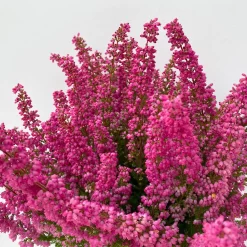 Glockenheide 'Beauty Queens®' Rosa-rot, Farbe Variiert, Topf-Ø 12 Cm, 6er-Set -Gartenserien Geschäft 0651100062 Erica gracilis Beauty Queen T12 rosa rot 6erSet 3 125797