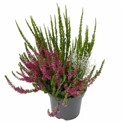 Heide-Mixtopf Mit Knospenheide Und Silberdraht, Topf 17 Cm Ø, 2er-Set -Gartenserien Geschäft 0651200041 Calluna Mixtopf T17 2er Set Calluna rot Skyli Calocephalus 3 115325