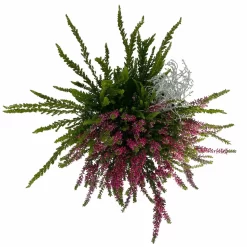 Heide-Mixtopf Mit Knospenheide Und Silberdraht, Topf 17 Cm Ø, 2er-Set -Gartenserien Geschäft 0651200041 Calluna Mixtopf T17 2er Set Calluna rot Skyli Calocephalus 5 115326