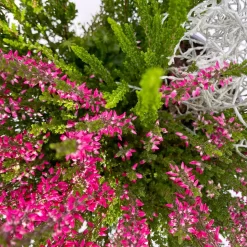 Heide-Mixtopf Mit Knospenheide Und Silberdraht, Topf 17 Cm Ø, 2er-Set -Gartenserien Geschäft 0651200041 Calluna Mixtopf T17 2er Set Calluna rot Skyli Calocephalus 6 115247