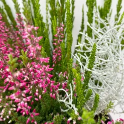 Heide-Mixtopf Mit Knospenheide Und Silberdraht, Topf 17 Cm Ø, 2er-Set -Gartenserien Geschäft 0651200041 Calluna Mixtopf T17 2er Set Calluna rot Skyli Calocephalus 7 115246