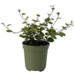 Mühlenbeckia, Mini, Topf-Ø 6 Cm, 12er-Set 7 Mühlenbeckia, Mini, Topf-Ø 6 Cm, 12er-Set -Gartenserien Geschäft 0664400077 M hlenbeckia T6 2 116170