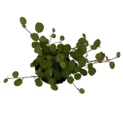 Mühlenbeckia, Mini, Topf-Ø 6 Cm, 12er-Set 8 Mühlenbeckia, Mini, Topf-Ø 6 Cm, 12er-Set -Gartenserien Geschäft 0664400077 M hlenbeckia T6 5 116171