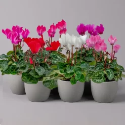 Alpenveilchen, Farben Zufällig, Mini, Topf-Ø 6 Cm, 12er-Set