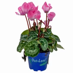 Alpenveilchen, Farben Zufällig, Mini, Topf-Ø 6 Cm, 12er-Set -Gartenserien Geschäft 0664400085 Cyclamen Mini lachs T6 12er Set 2 2a 116231
