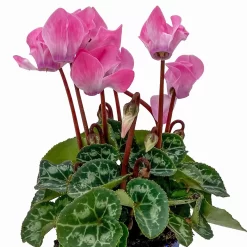 Alpenveilchen, Farben Zufällig, Mini, Topf-Ø 6 Cm, 12er-Set -Gartenserien Geschäft 0664400085 Cyclamen Mini lachs T6 12er Set 2 2b 116230
