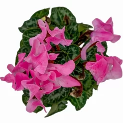 Alpenveilchen, Farben Zufällig, Mini, Topf-Ø 6 Cm, 12er-Set -Gartenserien Geschäft 0664400085 Cyclamen Mini lachs T6 12er Set 5 2a 116232