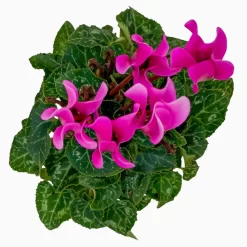Alpenveilchen, Farben Zufällig, Mini, Topf-Ø 6 Cm, 12er-Set -Gartenserien Geschäft 0664400085 Cyclamen Mini lila T6 12er Set 5 2a 116247
