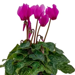 Alpenveilchen, Farben Zufällig, Mini, Topf-Ø 6 Cm, 12er-Set -Gartenserien Geschäft 0664400085 Cyclamen Mini lila T6 12er Set 7 2b 116245